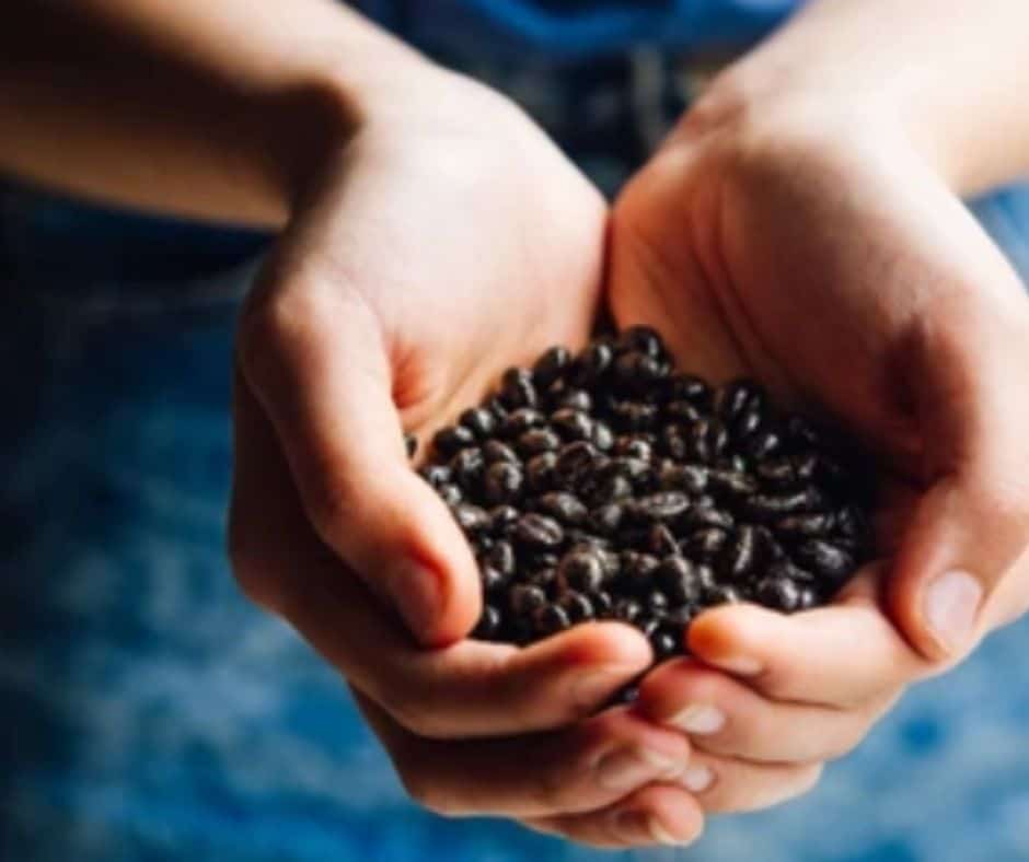 What you should Look for When Purchasing Espresso Coffee Beans 