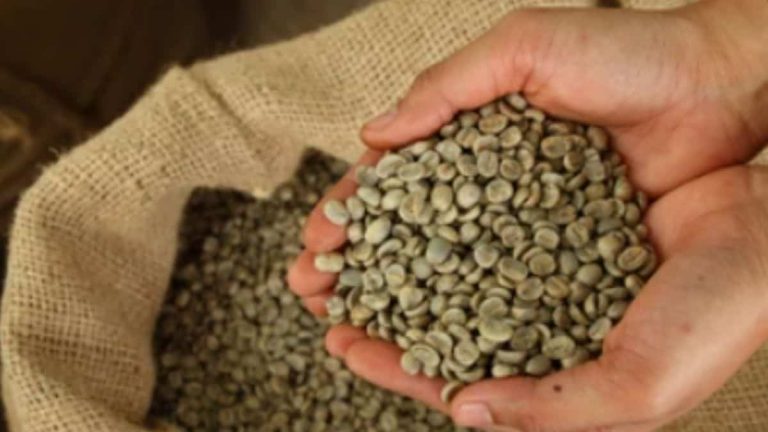 How long do unroasted coffee beans last?