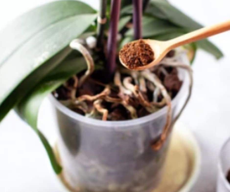Are coffee grounds good for plants