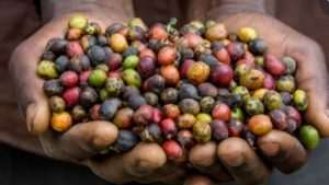 Read more about the article How To Ferment Coffee
