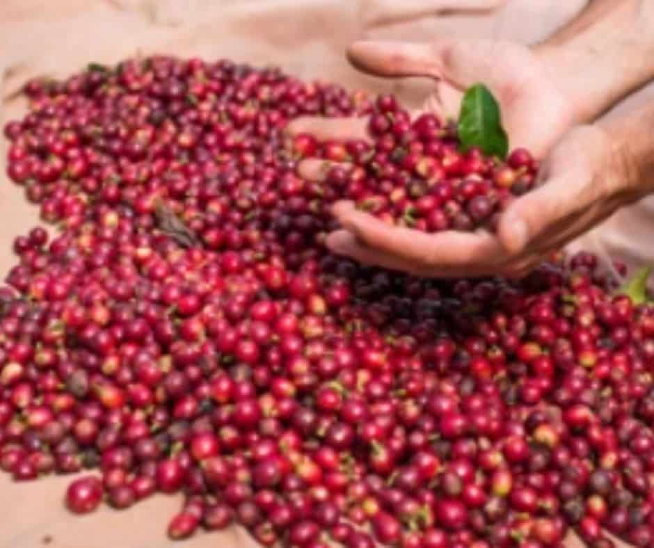 What makes Colombian coffee different