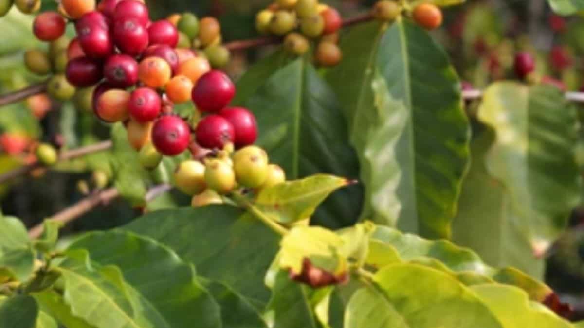 What does Kona coffee taste like