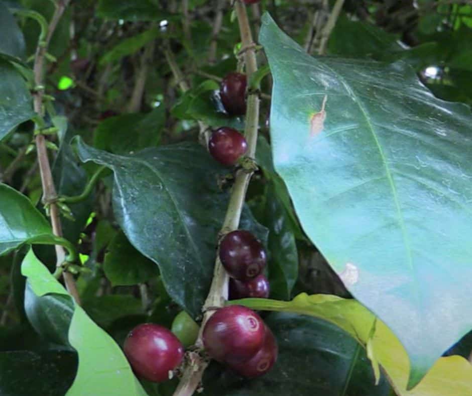 Growing Coffee Beans