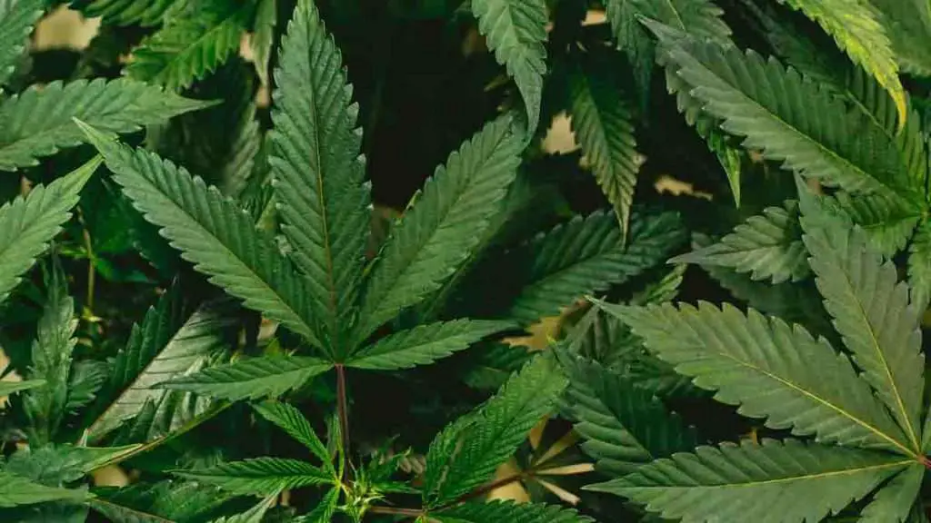 What Happened To Yuban Coffee?